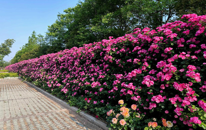 首页| 尊龙·Z6(中国集团)官方网站